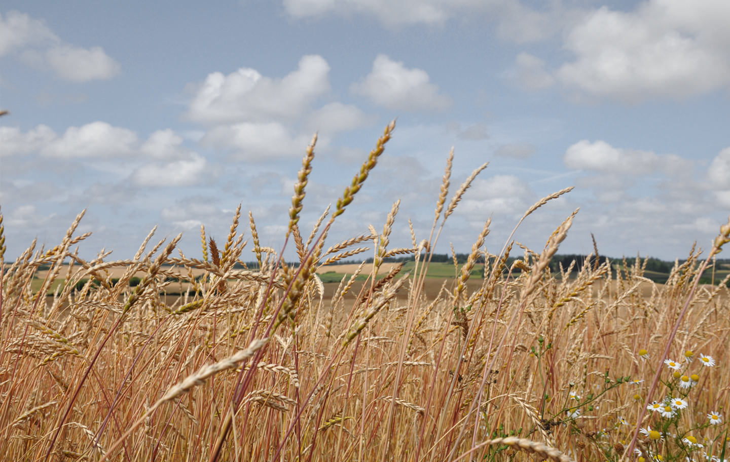 Spelt
